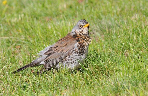 WACHOLDERDROSSEL, FIELDFARE, TURDUS PILARIS