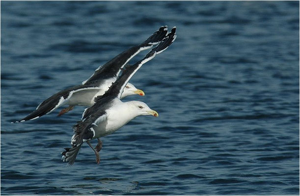 MANTELMÖWE, GREAT BLACK-BACKED GULL, LARUS MARINUS