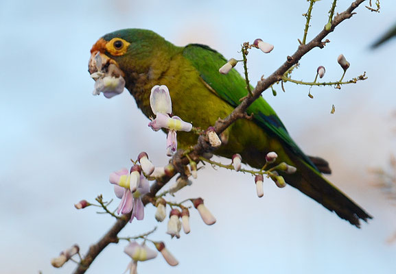 ELFENBEINSITTICH, ORANGE-FRONTED PARAKEET, ARATINGA CANICULARIS