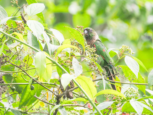 BRAUNSCHWANZSITTICH, MAROON-TAILED PARAKEET - PYRRHURA MELANURA