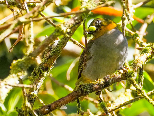  KURZSCHNABEL-BUSCHTANGARE, SHORT-BILLED BUSH-TANAGER - CHLOROSPINGUS PARVIROSTRIS