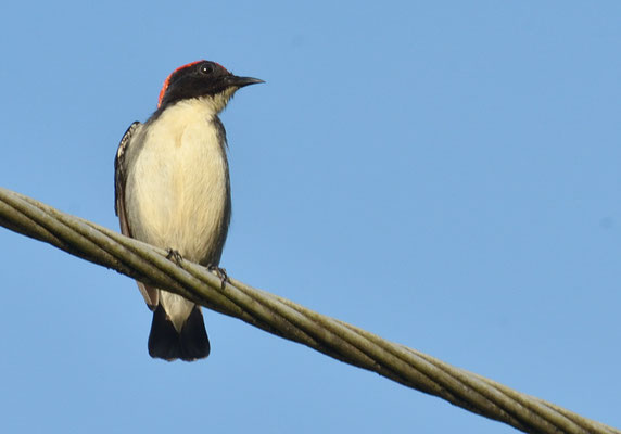SCHARLACH-MISTELFRESSER, SCARLET-BACKED FLOWERPECKER  FLOWERPECKER, DICAEUM CRUENTATUM