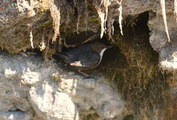 WASSERAMSEL, DIPPER, CINCLUS CINCLUS