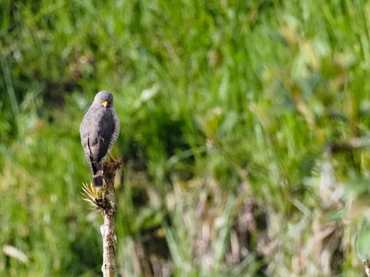 WEGEBUSSARD, ROADSIDE HAWK - RUPORNIS MAGNIROSTRIS