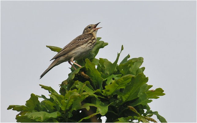 BAUMPIEPER, TREE PIPIT, ANTHUS TRIVIALIS