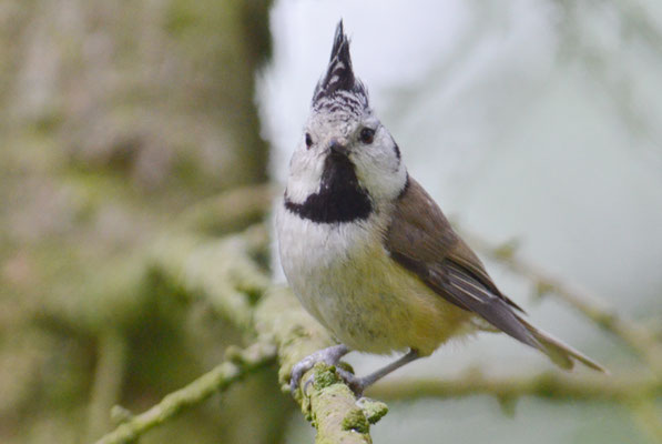 HAUBENMEISE, CRESTED TIT, LOPHOPHANES CRISTATUS