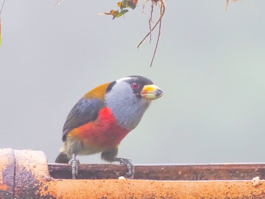 Tukan-Bartvogel, Toucan Barbet - Semnornis ramphastinus