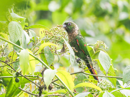 BRAUNSCHWANZSITTICH, MAROON-TAILED PARAKEET - PYRRHURA MELANURA
