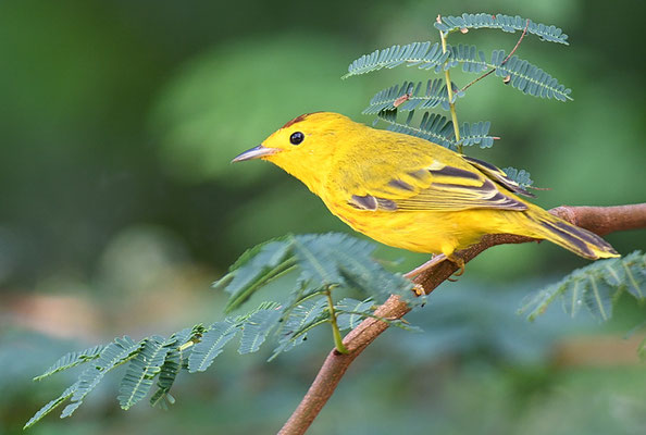 GOLDWALDSÄNGER, YELLOW WARBLER, DENDROICA PETECHIS RUFOPILEATA