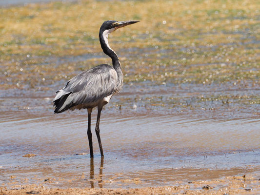 Schwarzhalsreiher, Black-headed heron - Ardea melanocephala