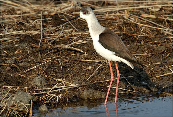 STELZENLÄUFER, BLACK-WINGED STILT, HIMANTOPUS HIMANTOPUS