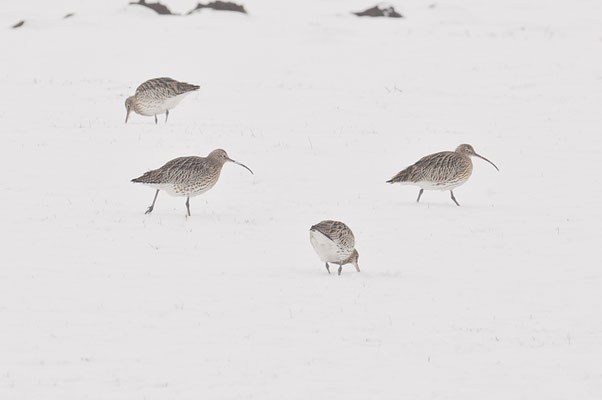 BRACHVOGEL, EURASIAN CURLEW, NUMENIUS ARQUATA