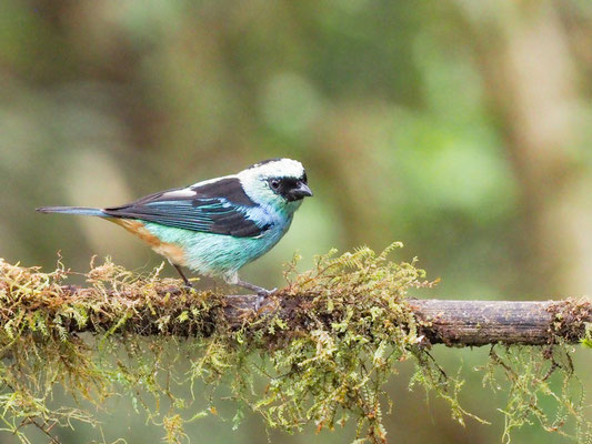 Schwarznackentangare, Metallic-green tanager - Tangara labradorides