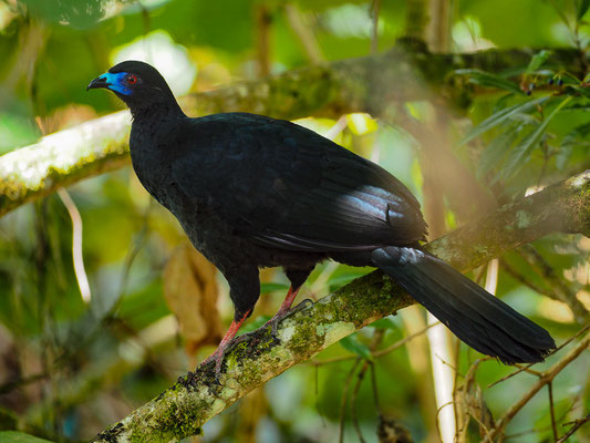 MOHRENGUAN, BLACK GUAN, CHAMAEPETES UNICOLOR