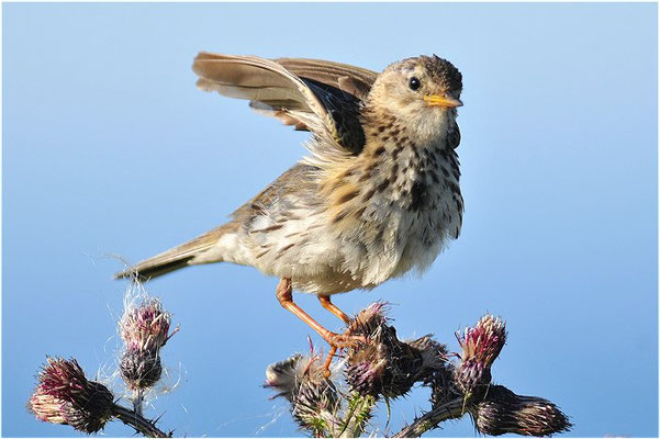 WIESENPIEPER, MEADOW PIPIT, ANTHUS PRATENSIS