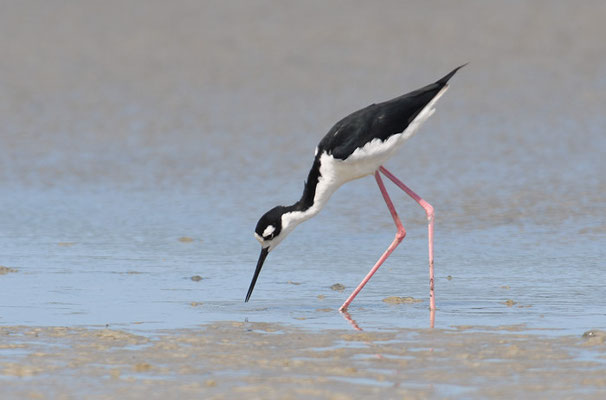 Amerikanischer Stelzenläufer, Black-necked stilt, Himantopus mexicanus