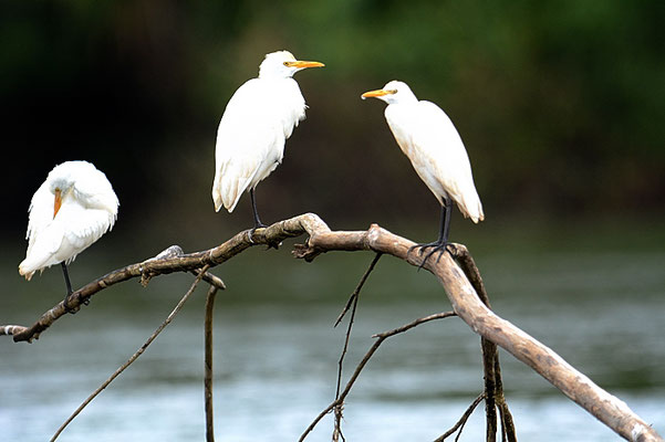 KUHREIHER, CATTLE EGRET, BUBULCUS IBIS