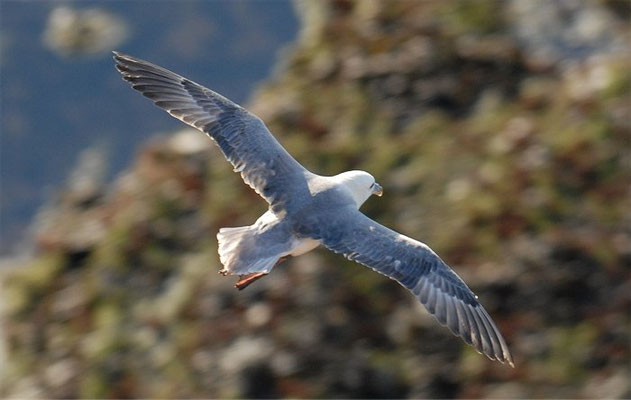 EISSTURMTAUCHER, FULMAR, FULMARUS GLACIALIS 