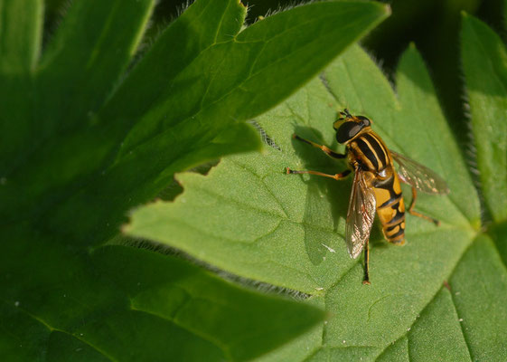GEMEINE SUMPFSCHWEBFLIEGE, HELOPHILUS PENDULUS