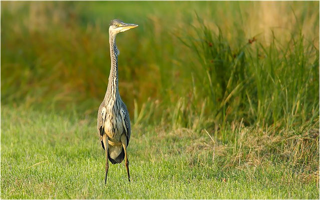 GRAUREIHER, GREY HERON, ARDEA CINEREA