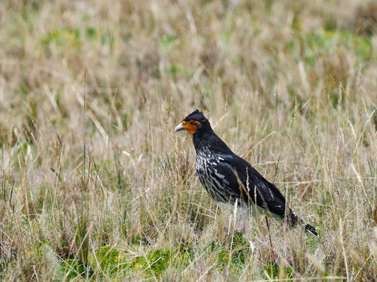 STREIFENKARAKARA, CARUNCULATED CARACARA - PHALCOBOENUS  CARUNCULATUS