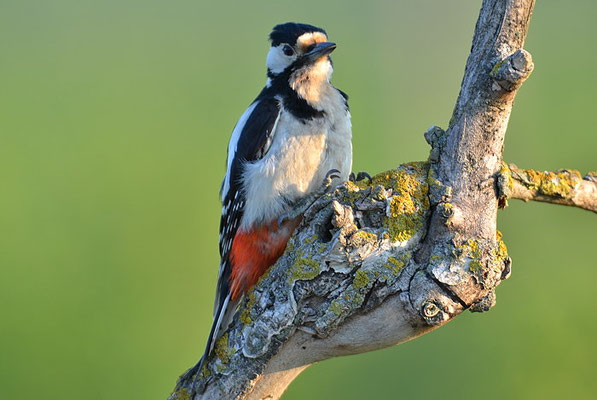 BUNTSPECHT, GREAT SPOTTED WOODPECKER, DENDROCOPOS MAJOR