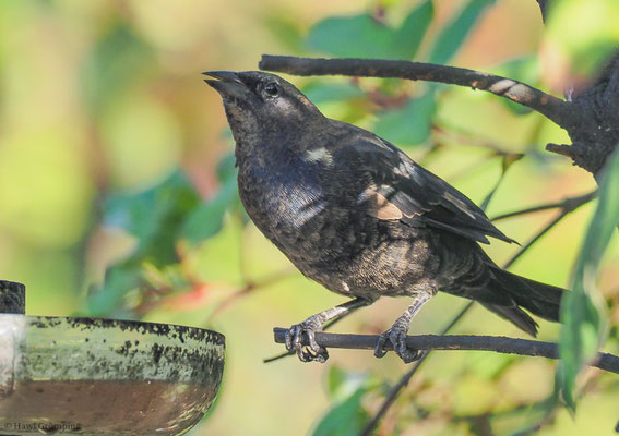 SEIDENKUHSTÄRLING, SHINY COWBIRD, MOLOTHRUS BONARIENSIS