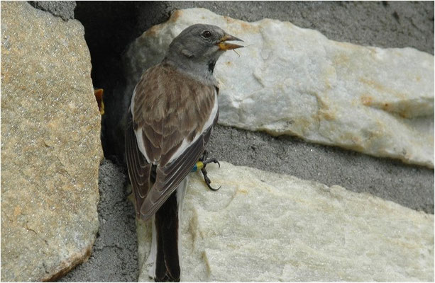 SCHNEESPERLING, SNOWFINCH, MONTIFRINGILLA NIVALIS