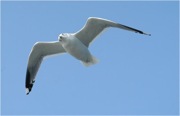 STURMMÖWE, MEW GULL (COMMON GULL), LARUS CANUS