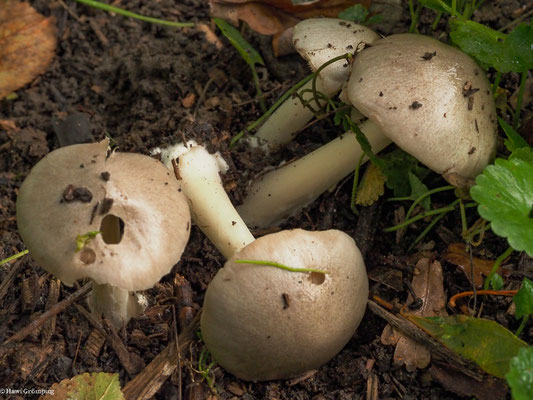 Großer Scheidling - Volvariella gloiocephala