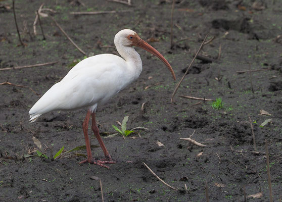 SCHNEESICHLER, WHITE IBIS, EUDOCIMUS ALBUS