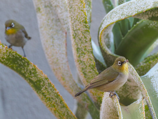 KAPBRILLENVOGEL, CAPE WHITE-EYE, ZOSTEROPS CAPENSIS