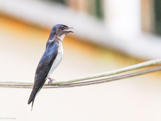 Graubrustschwalbe, Gray-breasted Martin - Progne chalybea