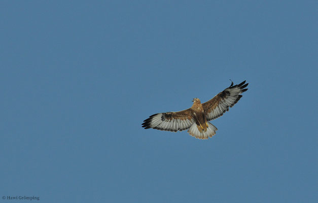 Adlerbussard, Long-legged buzzard, Buteo rufinus