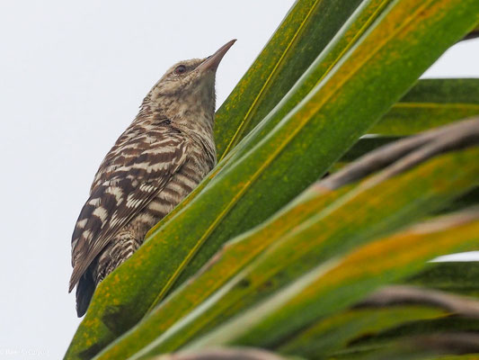 BINDENZAUNKÖNIG, FASCIATED WREN - CAMPYLORHYNCHUS FASCIATUS