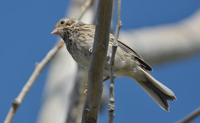 Abendammer, Vesper sparrow, pooecetes gramineus