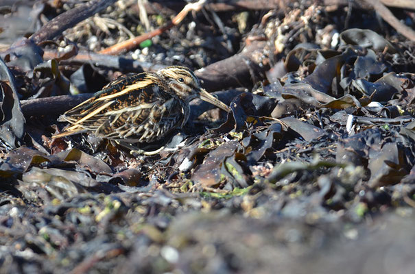 ZWERGSCHNEPFE, JACK SNIPE, LYMNOCRYPTES MINIMUS