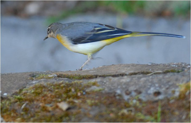 GEBIRGSSTELZE, GREY WAGTAIL, MOTACILLA CINEREA