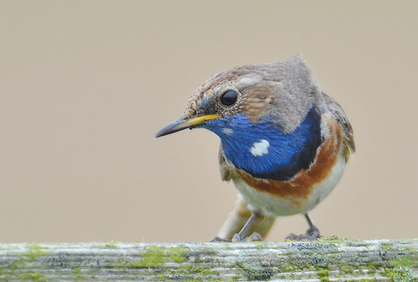 BLAUKEHLCHEN, BLUETHROAT, LUSCINIA SVECICA