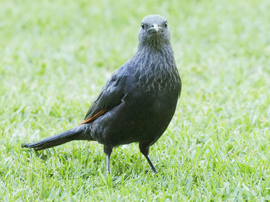 Rotschwingenstar, red-winged starling, onychognathus morio