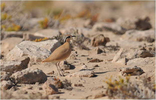 RENNVOGEL, CREAM-COLOURED COURSER, CURSORIUS CURSOR