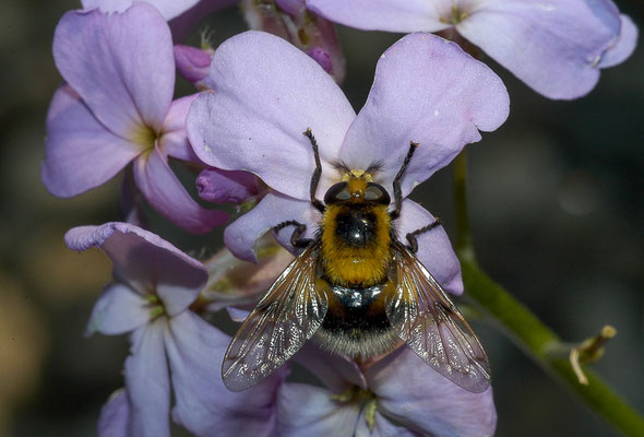 HUMMEL-WALDSCHWEBFLIEGE, VOLUCELLA BOMBYLANS