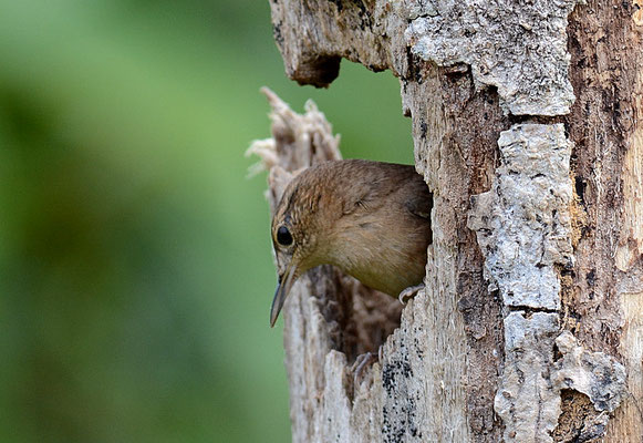HAUSZAUNKÖNIG, HOUSE WREN, TROGLODYTES AEDON