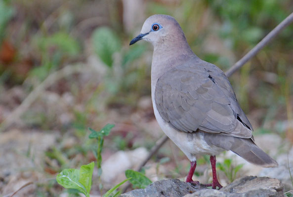 WEISSSTIRNTAUBE, WHITE-TIPPED DOVE, LEPTOTILA VERREAUXI