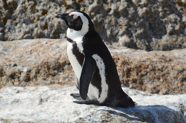 KAPPINGUIN, AFRICAN PENGUIN, PESPHENISCUS DEMERSUS