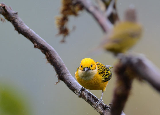 SILBERKEHLTANGARE, SILVER-THROATED TANAGER, TANGARA ICTEROCEPHALA
