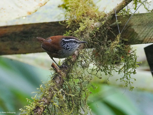 EINSIEDLERZAUNKÖNIG, GRAY-BREASTED WOOD-WREN - HENICORHINA LEUCOPHRYS