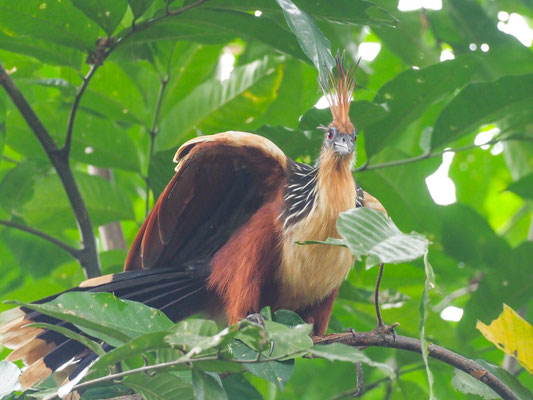 Hoatzin, Hoatzin - Opisthocomus hoazin