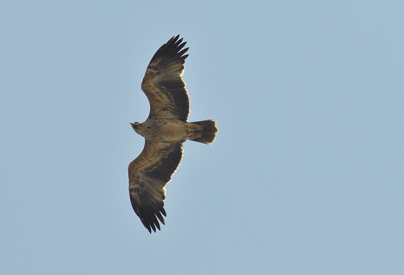 KAISERADLER, IMPERIAL EAGLE, AQUILA HELIACA