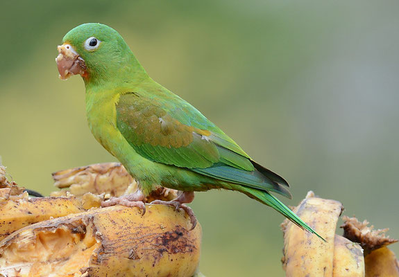 TOVISITTICH, ORANGE-CHINNED PARAKEET, BROTOGERIS JUGULARIS
